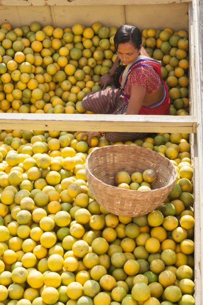Woman sorting orange for packaging at farmer's market